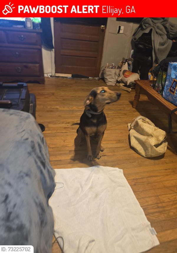 Lost Female Dog last seen Chatsworth Hwy and the square, Ellijay, GA 30540