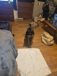 Lost Female Dog last seen Chatsworth Hwy and the square, Ellijay, GA 30540