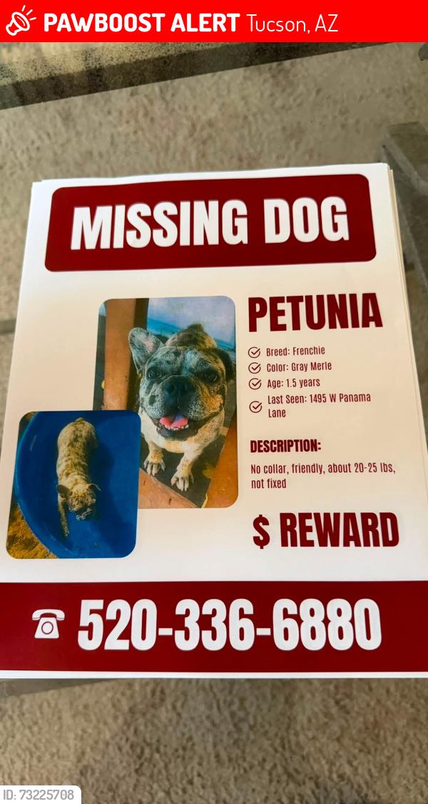 Lost Female Dog last seen Prince and Flowing Wells, Tucson, AZ 85705
