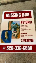 Lost Female Dog last seen Prince and Flowing Wells, Tucson, AZ 85705