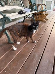 Found/Stray Female Cat last seen Burlington boulevard, Burlington, WA 98233