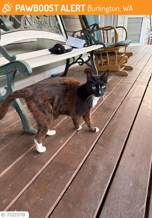 Found/Stray Female Cat last seen Burlington boulevard, Burlington, WA 98233