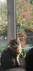 Lost Female Cat last seen Cherry lane Gardens, Suffolk, England IP4 4NT