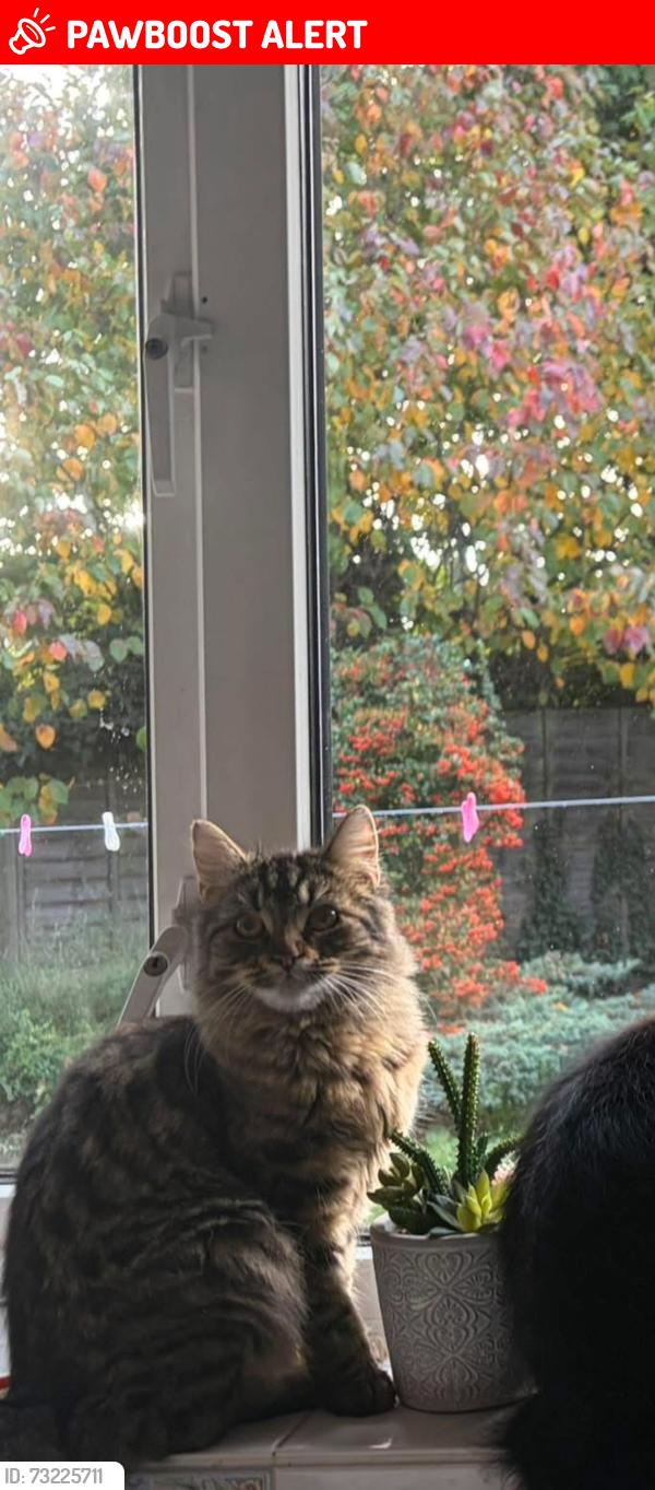 Lost Female Cat last seen Cherry lane Gardens, Suffolk, England IP4 4NT