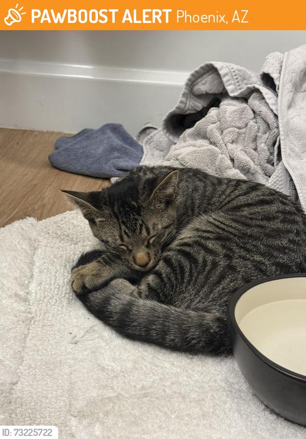 Found/Stray Male Cat last seen 44th street by the 202, Phoenix, AZ 85008
