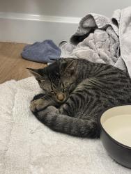 Found/Stray Male Cat last seen 44th street by the 202, Phoenix, AZ 85008