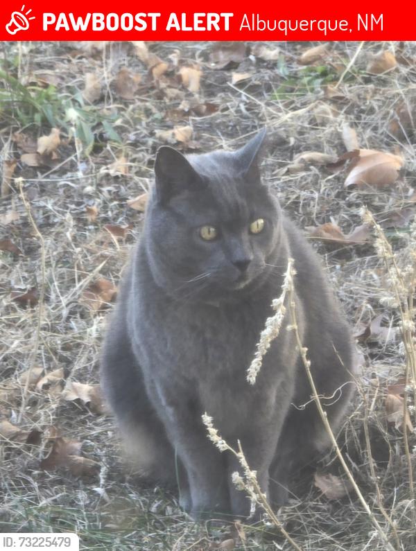 Lost Male Cat last seen Eagle Rock Avenue NE and Wyoming, Albuquerque, NM 87109