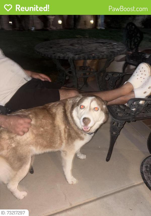 Reunited Male Dog last seen willow springs dr, Yucaipa, CA 92399