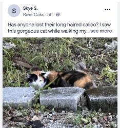 Found/Stray Unknown Cat last seen River oak, Fort Lauderdale, FL 33301