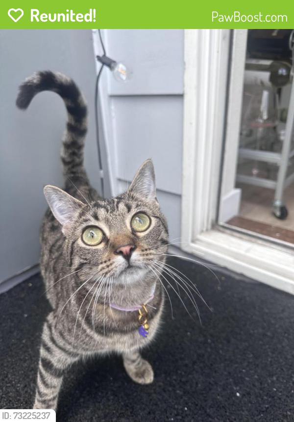 Reunited Female Cat last seen Fremont Fire Department Station 9, Seattle, WA 98103