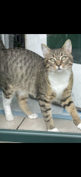 Reunited Male Cat last seen Highland Ave and Sunny Side Ave, Waterbury, CT 06708