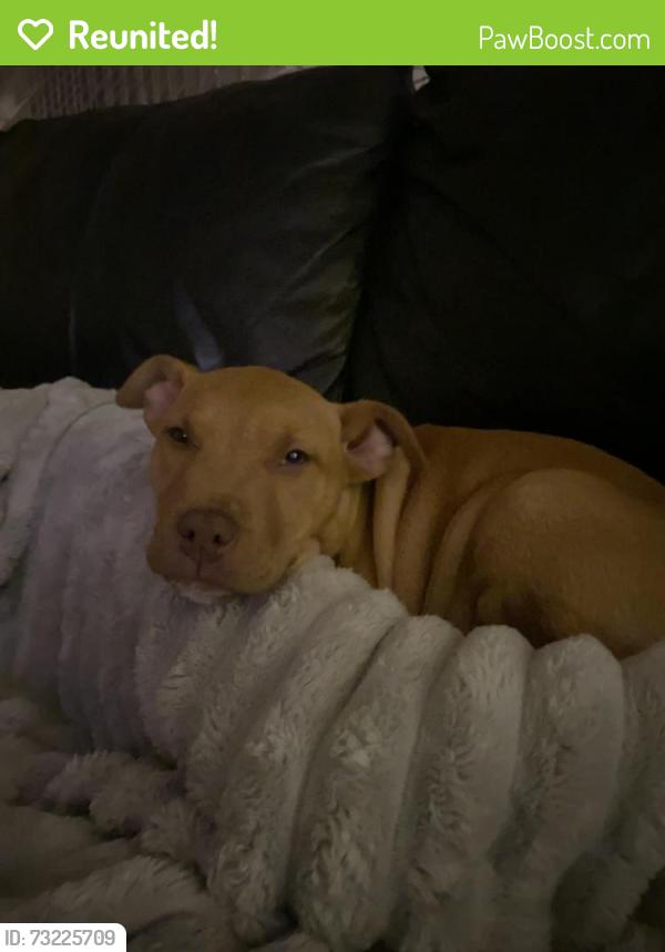 Reunited Female Dog last seen Strathmore Cres, Hoppers Crossing VIC 3029, Australia, Hoppers Crossing, VIC 3029