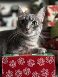 Lost Female Cat last seen Orosi highschool, Orosi, CA 93647