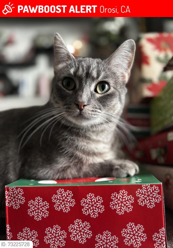 Lost Female Cat last seen Orosi highschool, Orosi, CA 93647