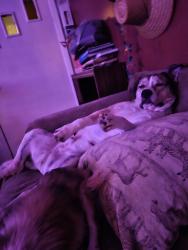 Reunited Male Dog last seen Hayes & Bond, Elyria, OH 44035