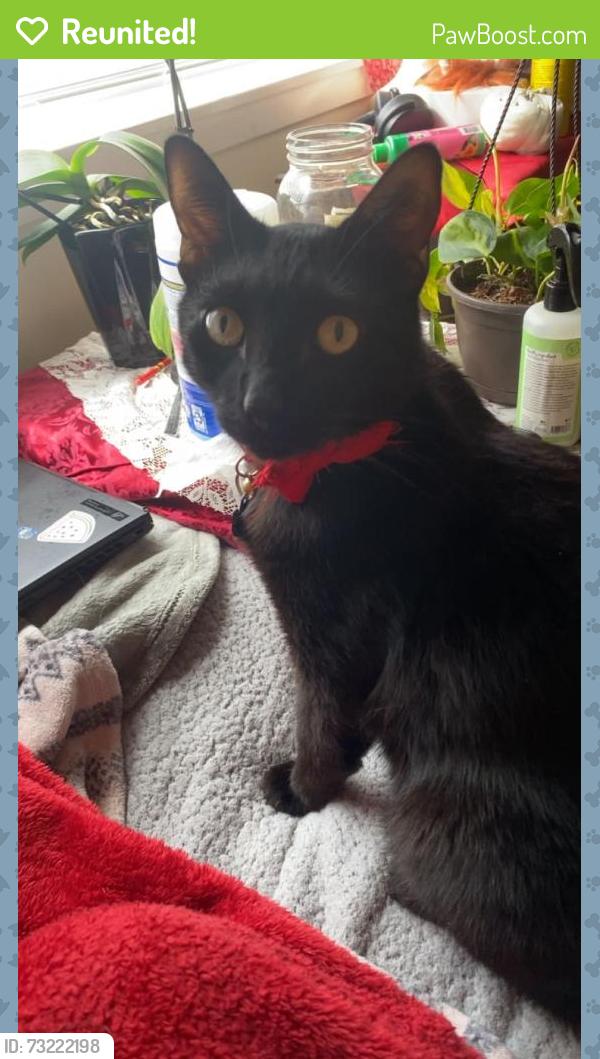 Reunited Male Cat last seen Sam Market, Federal Way, WA 98003