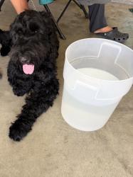 Reunited Male Dog last seen Lakewood and Park, Bellflower, CA 90706