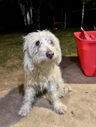 Found/Stray Female Dog last seen Sable and Mississippi, Aurora, CO 80012