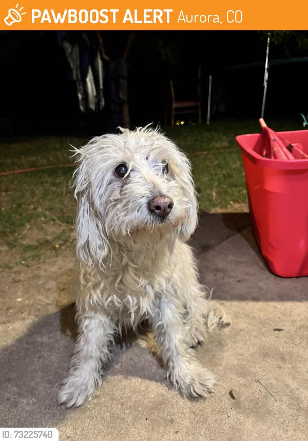 Found/Stray Female Dog last seen Sable and Mississippi, Aurora, CO 80012