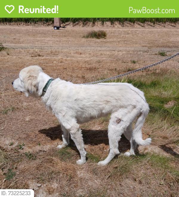Reunited Female Dog last seen Near Right Fork Foots Creek, Gold Hill, OR 97525
