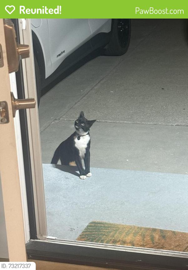 Reunited Unknown Cat last seen Duane and Borregas, Sunnyvale, CA 94085