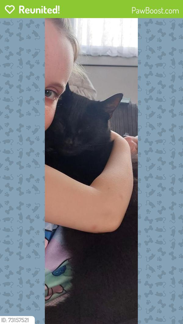 Reunited Male Cat last seen Chiltern drive, East Sussex, England TN34 3PY