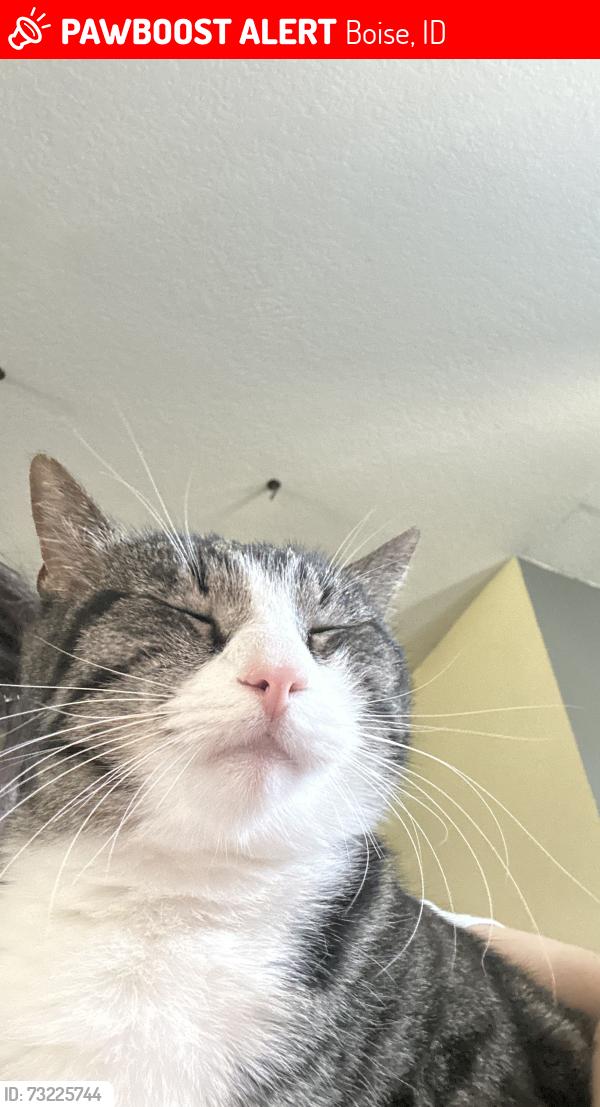 Lost Male Cat last seen N, Boise, ID 83702