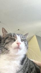 Lost Male Cat last seen N, Boise, ID 83702