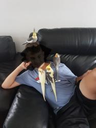 Lost Unknown Bird last seen Hom, Junction Village, VIC 3977