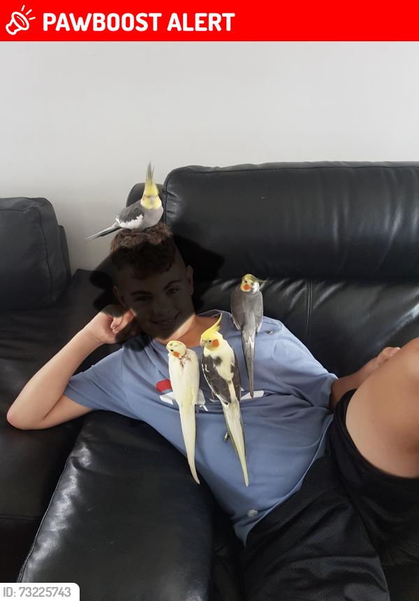 Lost Unknown Bird last seen Hom, Junction Village, VIC 3977