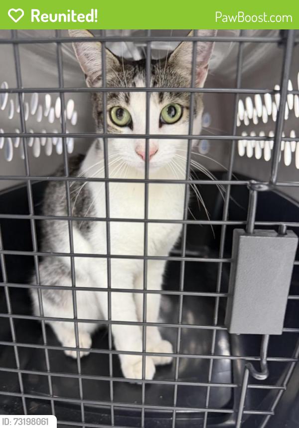 Reunited Female Cat last seen Cartwright Ave and Saticoy St, Los Angeles, CA 91352