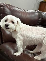 Reunited Female Dog last seen Woods at the top of Hillcrest ave and Scholl ave bethlehem pa 18015, Bethlehem, PA 18015