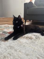 Reunited Male Cat last seen Near W 110th St, Inglewood, CA 90303, USA, Inglewood, CA 90303