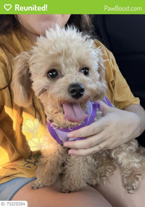 Reunited Female Dog last seen Kroger, Arlington, TX 76018