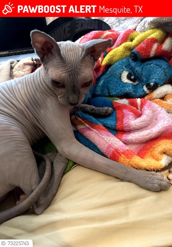 Lost Female Cat last seen Near Via Ventura Drive - Pines of Palos Verdes apmts, Mesquite, TX 75150