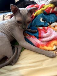 Lost Female Cat last seen Near Via Ventura Drive - Pines of Palos Verdes apmts, Mesquite, TX 75150