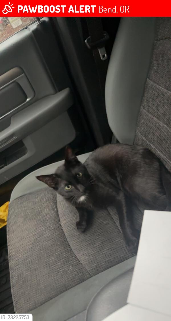 Lost Male Cat last seen NE 27th street, mountain view high school, NE tucson way, Bend, OR 97701