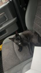 Lost Male Cat last seen NE 27th street, mountain view high school, NE tucson way, Bend, OR 97701