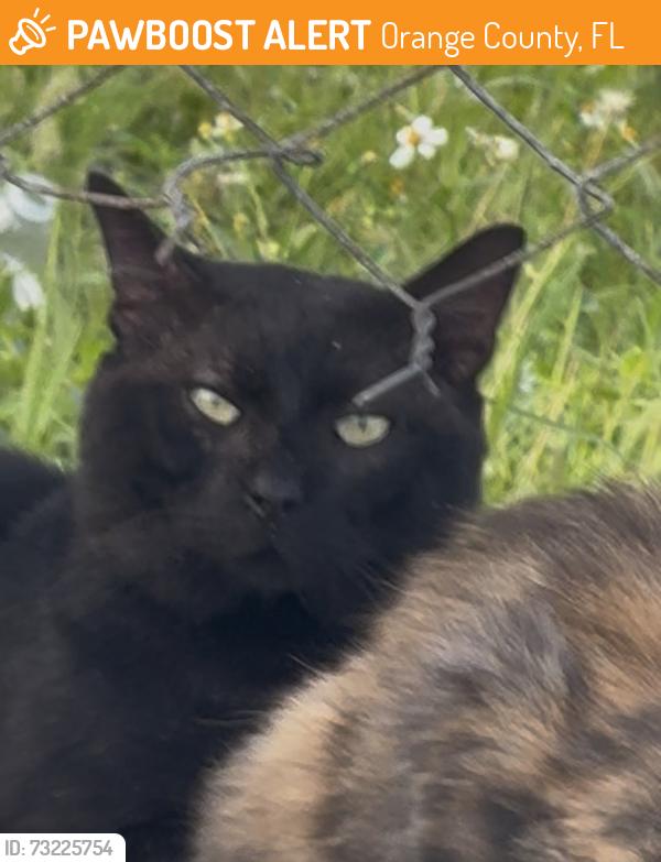 Found/Stray Male Cat last seen Lake underhill rd, Orange County, FL 32822