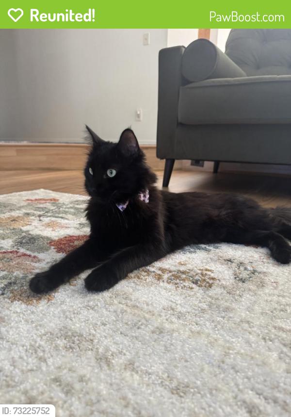 Reunited Male Cat last seen Near W 110th St, Inglewood, CA 90303, USA, Inglewood, CA 90303