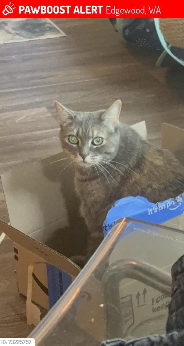 Lost Female Cat last seen Near 103rd Ave e Edgewood wa 98372, Edgewood, WA 98372