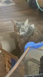 Lost Female Cat last seen Near 103rd Ave e Edgewood wa 98372, Edgewood, WA 98372