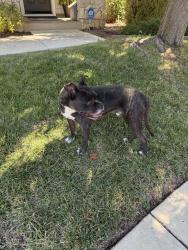 Found/Stray Male Dog last seen Saratoga Pl and Eurooena, Brentwood, CA 94513