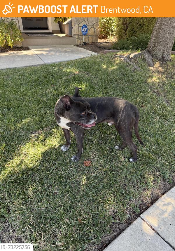 Found/Stray Male Dog last seen Saratoga Pl and Eurooena, Brentwood, CA 94513