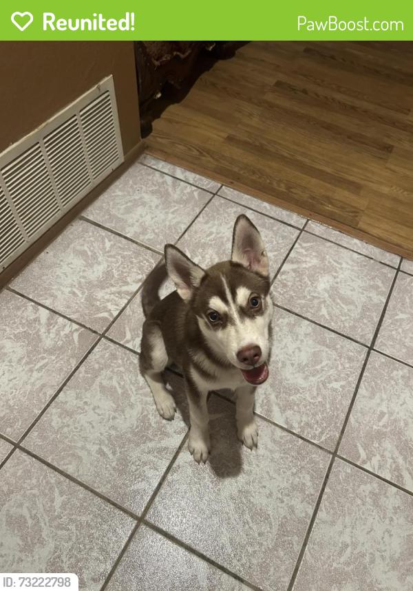Reunited Male Dog last seen Cheryle Ct, San Bernardino, CA 92407