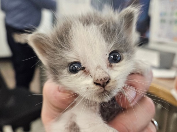 Shelter Stray Female Cat last seen , 14409 Vanowen St, Van Nuys, CA 91405, USA