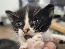 Shelter Stray Female Cat last seen , 14409 Vanowen St, Van Nuys, CA 91405, USA
