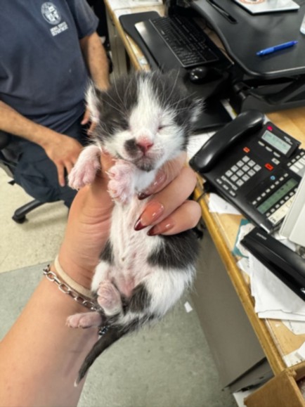 Shelter Stray Male Cat last seen , 14409 Vanowen St, Van Nuys, CA 91405, USA