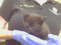 Shelter Stray Female Cat last seen TRENT CT/EMERALD DR, 95632, 3839 Bradshaw Rd, Sacramento, CA 95827, USA