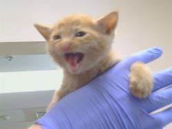 Shelter Stray Female Cat last seen TRENT CT/EMERALD DR, 95632, 3839 Bradshaw Rd, Sacramento, CA 95827, USA